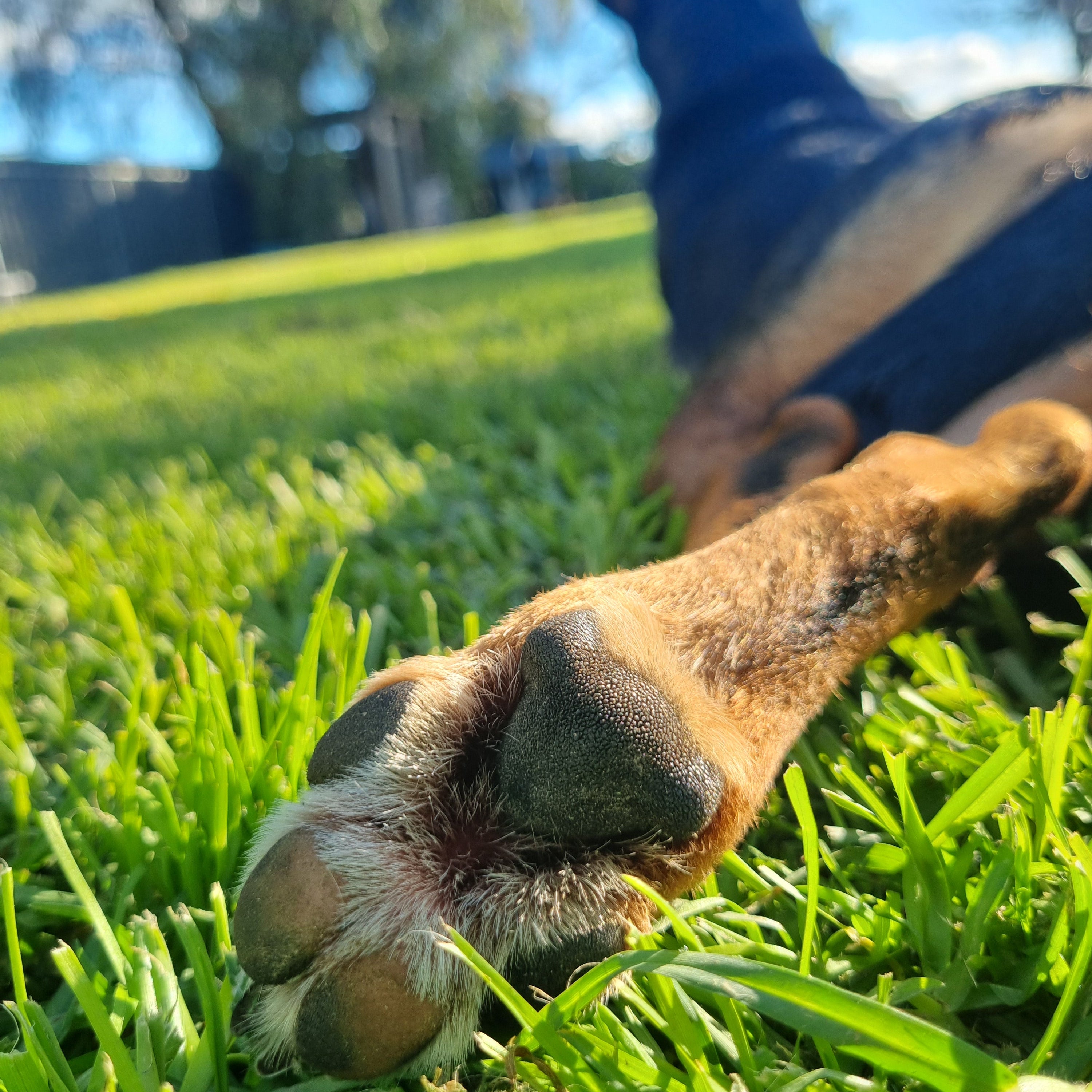 Dog's paw with a blurred background of green grass and blue sky