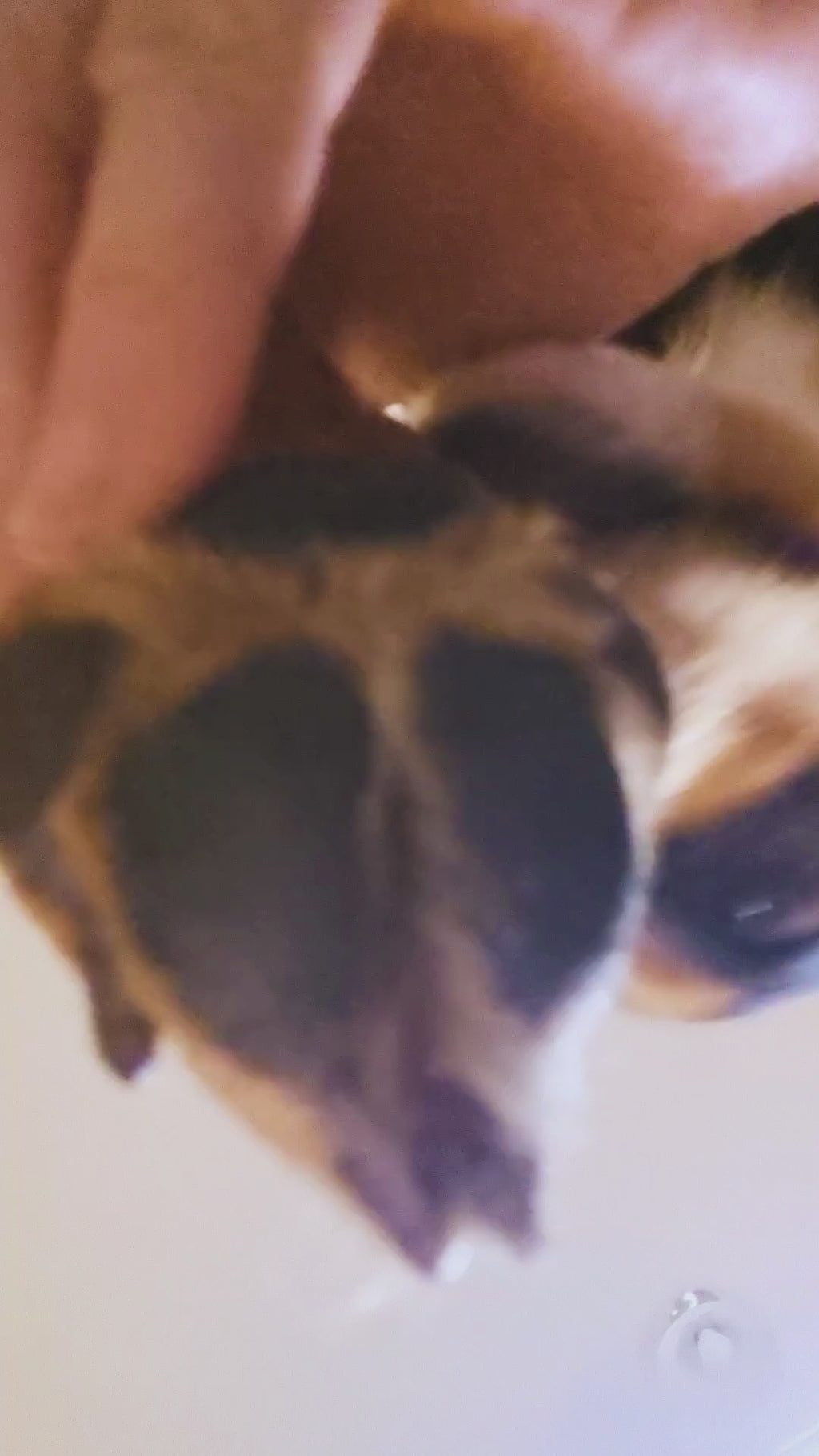 From Nose to Paws Calendula & Oatmeal Daily Skin Shield